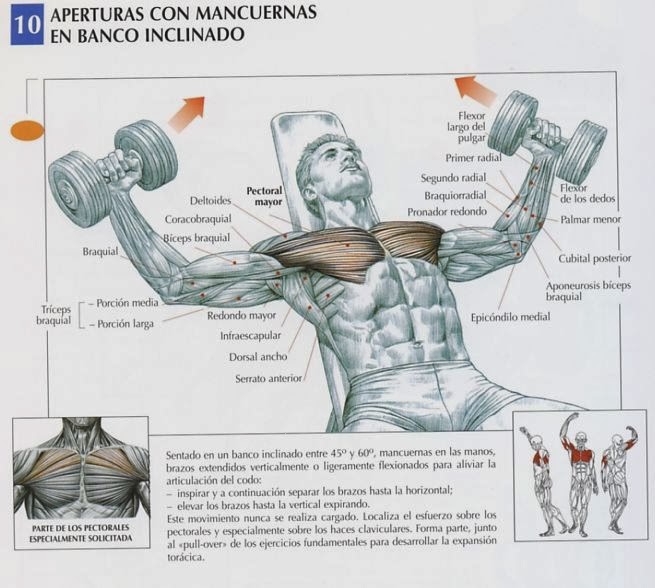 rutina gestation pecho y biceps linear unit el gym